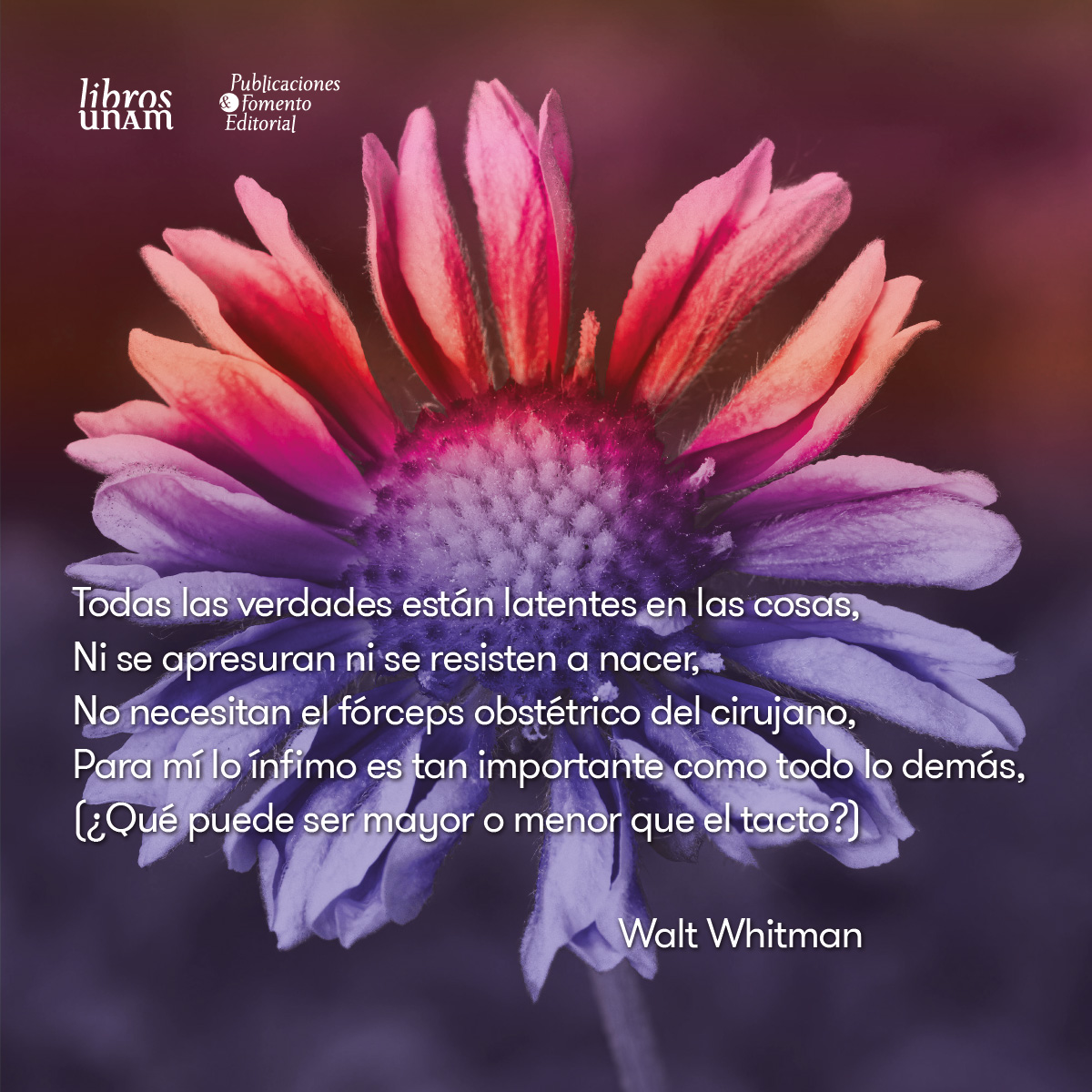 librosunam's tweet image. ✨Hace 206 años nació Walt Whitman, poeta estadounidense cuya obra influyó a numerosos autores y corrientes literarias. «Hojas de hierba», publicado en Nueva York en 1855, es uno de sus libros más significativos. 🎉Lo recordamos con su #MaterialDeLectura. ➡️…