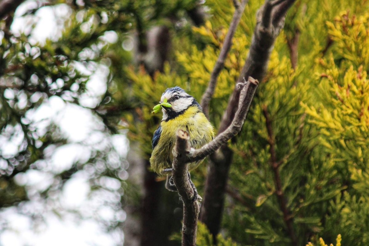 Great shot of a Blue Tit, taken by my son. They've been feeding chicks in our nest box for a few weeks.
<a href="/Natures_Voice/">RSPB</a>