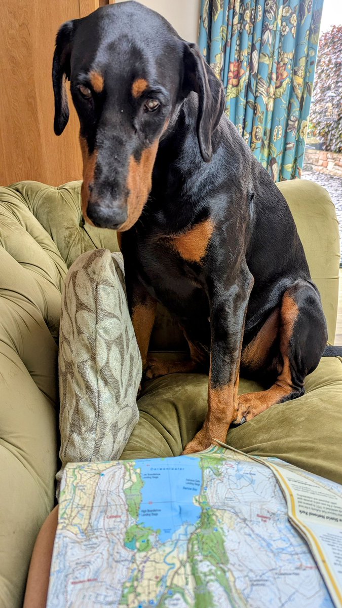 NotBadForHerAge's tweet image. Damson's giving me her input for my next fell walk 😅🐾📍🗺️#Damson #Dobermann #decisionsdecisions #wherenext