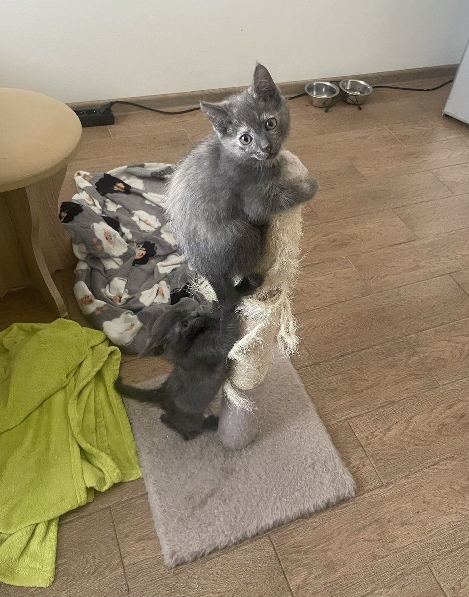 Ця штука тепер стоїть посеред кухні, бо кракени почали вилазити по ній на стільницю і робити там армагєдон!
Час опозорити їх на весь інтернет!

А ще час закинути на авто для 82 ОДШБр:
 send.monobank.ua/jar/3YUgHYAQXh