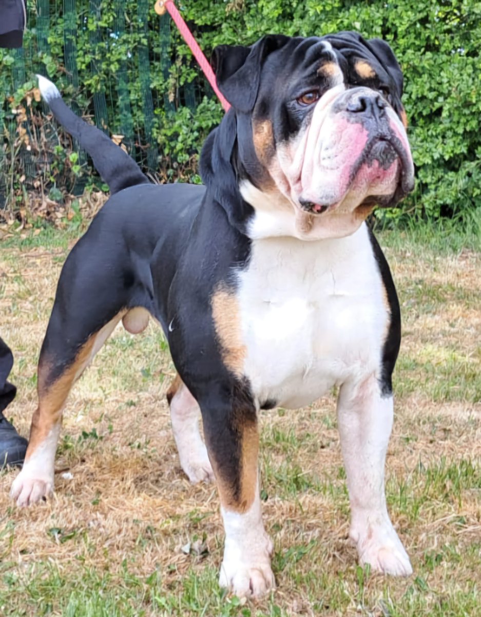 Animal Adoptions UK ๐โ๐ฆบ๐๐โค๏ธ (@adoptionsuk) on Twitter photo Please retweet, URGENTโผ๏ธ THIS DOG DIES IN A COUNCIL POUND ON FRIDAY 6th June 2025 IF A SPACE IN AN ESTABLISHED RESCUE IS NOT OFFERED BY EVENING OF 5 June #UK ๐๐๐๐๐๐๐
Please share wherever you are so that a rescue shelter with space sees this โญ๏ธโญ๏ธโญ๏ธโญ๏ธโญ๏ธ
Gorgeous Terry the Please retweet, URGENTโผ๏ธ THIS DOG DIES IN A COUNCIL POUND ON FRIDAY 6th June 2025 IF A SPACE IN AN ESTABLISHED RESCUE IS NOT OFFERED BY EVENING OF 5 June #UK ๐๐๐๐๐๐๐
Please share wherever you are so that a rescue shelter with space sees this โญ๏ธโญ๏ธโญ๏ธโญ๏ธโญ๏ธ
Gorgeous Terry the
