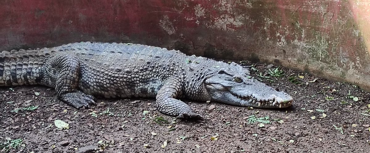 Superman (@supermanmot) on Twitter photo 