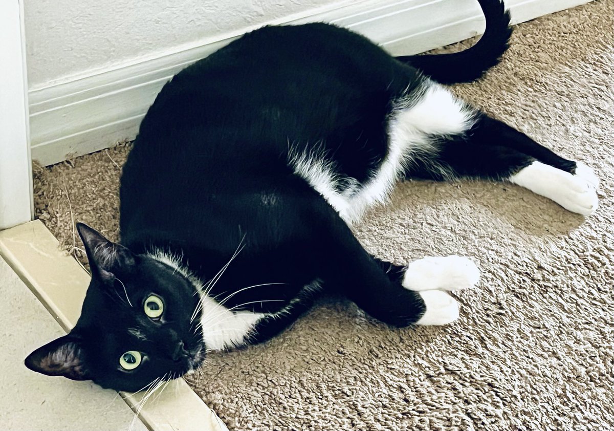 Hey, Mommy! I’m trying to look cute. Is it working? #CatsofX #RescueCats #CatsAreFamily #AdoptDontShop #Caturday