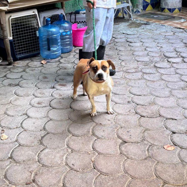 𝙷𝚎𝚕𝚊 𝙼𝚘𝚛𝚎 🐶 (@hela_more) on Twitter photo Creo que la gordita pensó que su hogar temporal ya era su casa porque se quedó súper triste en la pensión.💔🥺
Nos rompió el corazón verla así.😭 Creo que la gordita pensó que su hogar temporal ya era su casa porque se quedó súper triste en la pensión.💔🥺
Nos rompió el corazón verla así.😭
