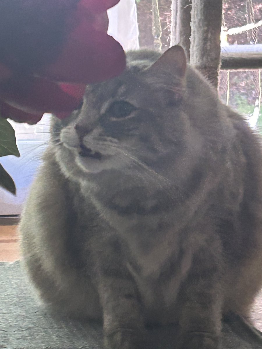 Lou Diamond Phillips (@loudphillips) on Twitter photo Dzikus: âPeonies?âŠI thought you said, âPee on these!â
Narrator: Thankfully, she did not.
#HappyCaturday
Photo by âŠ<a href="/Topaz_The_Woomy/">thetopazprincess</a>â©
âŠ<a href="/YMPhillips/">Yvonne Phillips</a>â© Dzikus: âPeonies?âŠI thought you said, âPee on these!â
Narrator: Thankfully, she did not.
#HappyCaturday
Photo by âŠ<a href="/Topaz_The_Woomy/">thetopazprincess</a>â©
âŠ<a href="/YMPhillips/">Yvonne Phillips</a>â©