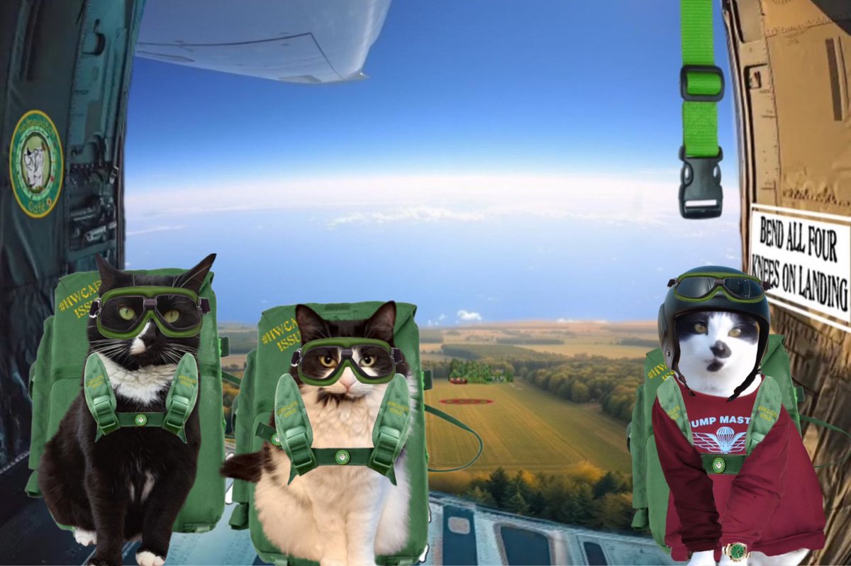#HWCafe we can't put it off any longer Dottie.  Get ready... 1, 2, 3, JUUMMPP!! 
There might be more food when we land 🐱💕🪂💕🐱 #HWCafe