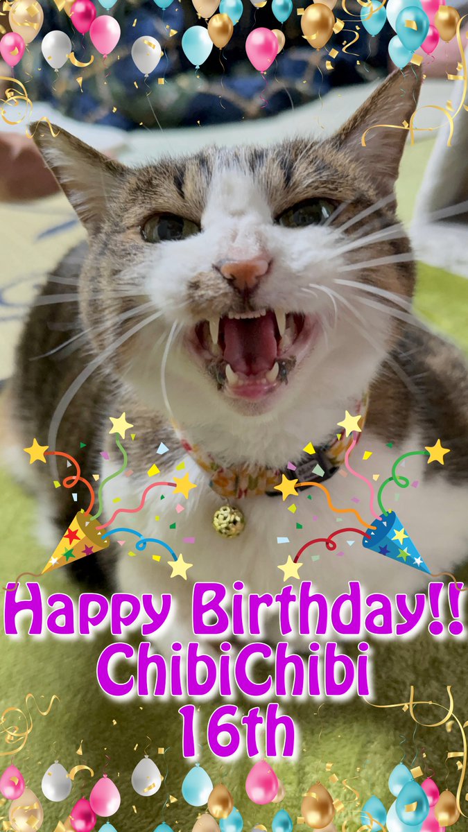 本日6月1日はうちの子😺チビチビの
16歳の誕生日です🎂🎁🎉
🎉おめでとうございます🎉
末永く健康なうちの子😺で居てね😺👍
#猫のいる暮らし #猫がいる幸せ #猫 #ハチワレ #猫好きさんと繋がりたい #保護猫と暮らす #ハチワレは世界を救う協会 #白キジトラ #猫がいる暮らし #保護猫