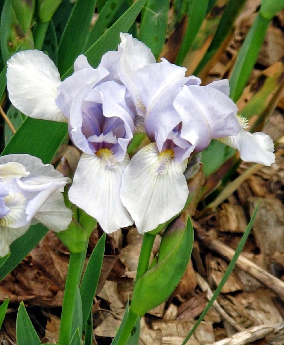 Happy Saturday to you!🤩 Bearded Iris!🌱🌿💜💛🤍 #FlowersOnSaturday #flowers #SaturdayVibes