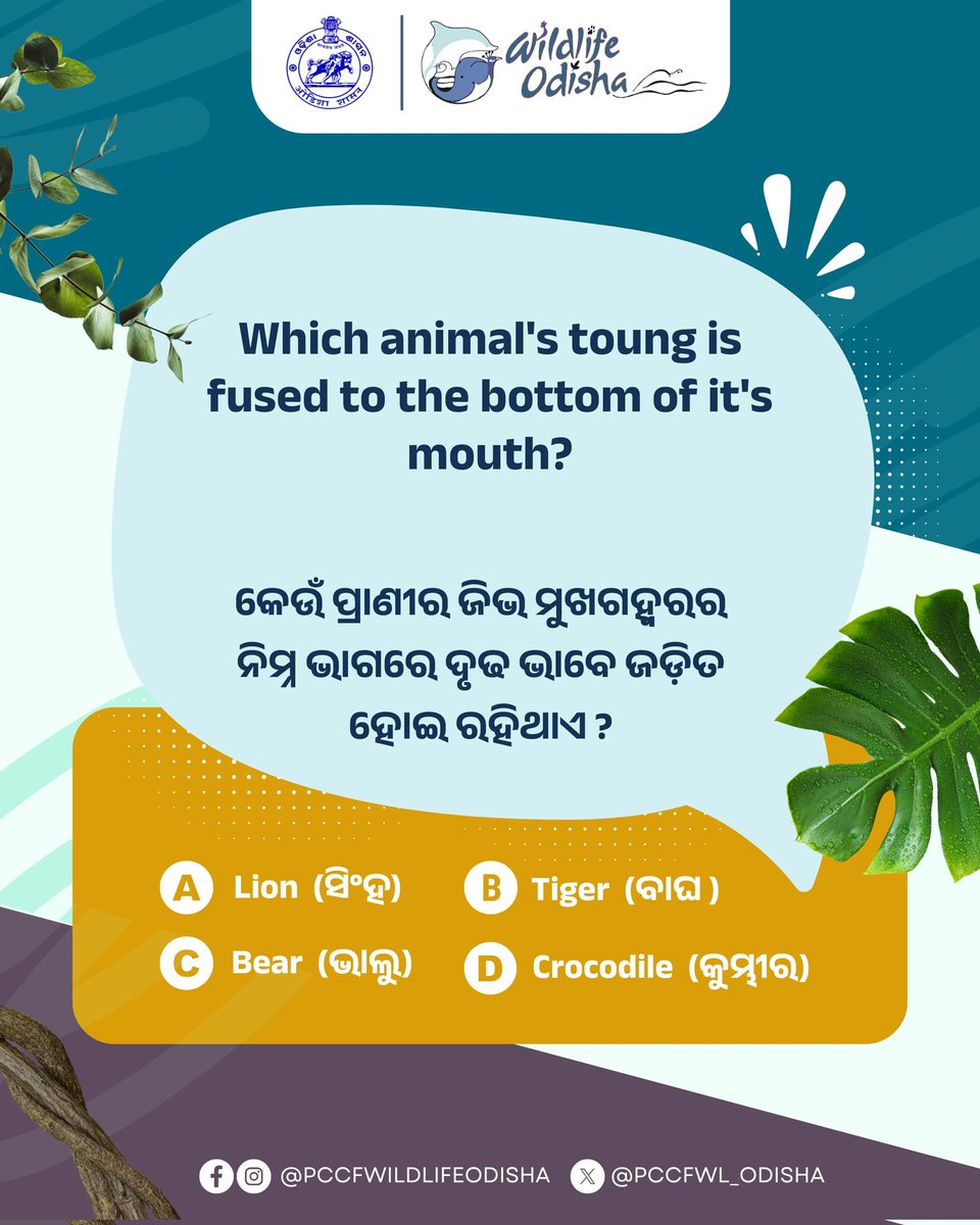 PCCF WL & CWLW, Odisha (@pccfwl_odisha) on Twitter photo #WildlifeQuiz
Which animal's tongue is fused to the bottom of its mouth ?
A. Lion
B. Tiger
C. Bear
D. Crocodile
Hint: This unique adaptation is especially helpful when hunting in water.
Comment your answer below. LetтАЩs see how many of you get it right.
<a href="/pccfodisha/">PCCF & HoFF Odisha</a> #WildlifeQuiz
Which animal's tongue is fused to the bottom of its mouth ?
A. Lion
B. Tiger
C. Bear
D. Crocodile
Hint: This unique adaptation is especially helpful when hunting in water.
Comment your answer below. LetтАЩs see how many of you get it right.
<a href="/pccfodisha/">PCCF & HoFF Odisha</a>