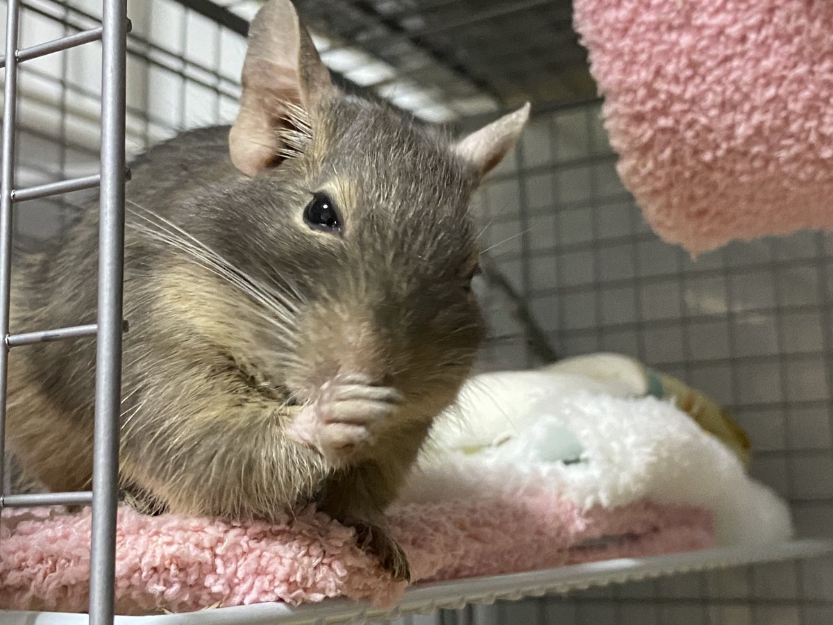 silverfox_0185's tweet photo. もうデグーは飼ってないけど、飼う予定も今のところないけど、デグーサロンは行ってみたい。
ファニーペッツさんのとこにも行ってみたい。
#デグーサロン
#ファニーペッツ https://t.co/BMgN9Ng7Bq