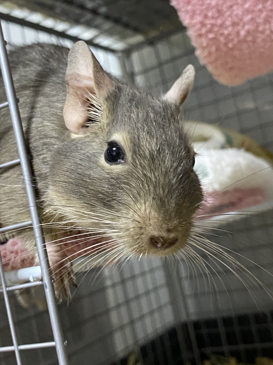 silverfox_0185's tweet photo. もうデグーは飼ってないけど、飼う予定も今のところないけど、デグーサロンは行ってみたい。
ファニーペッツさんのとこにも行ってみたい。
#デグーサロン
#ファニーペッツ https://t.co/BMgN9Ng7Bq