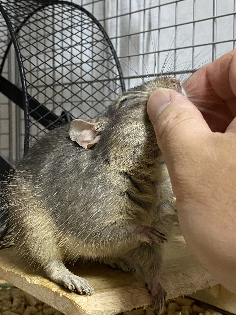 silverfox_0185's tweet photo. もうデグーは飼ってないけど、飼う予定も今のところないけど、デグーサロンは行ってみたい。
ファニーペッツさんのとこにも行ってみたい。
#デグーサロン
#ファニーペッツ https://t.co/BMgN9Ng7Bq