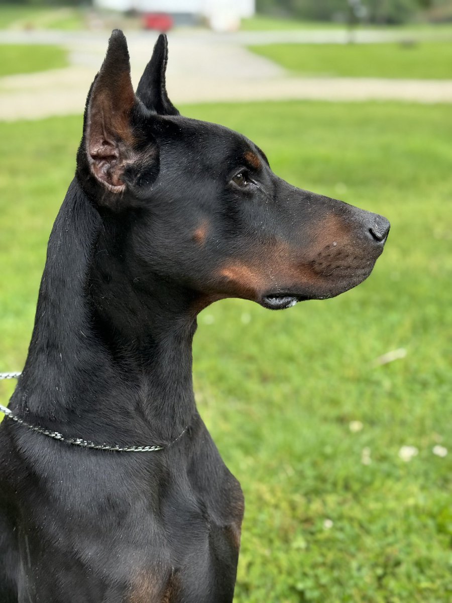 Premier Dobermans tweet media