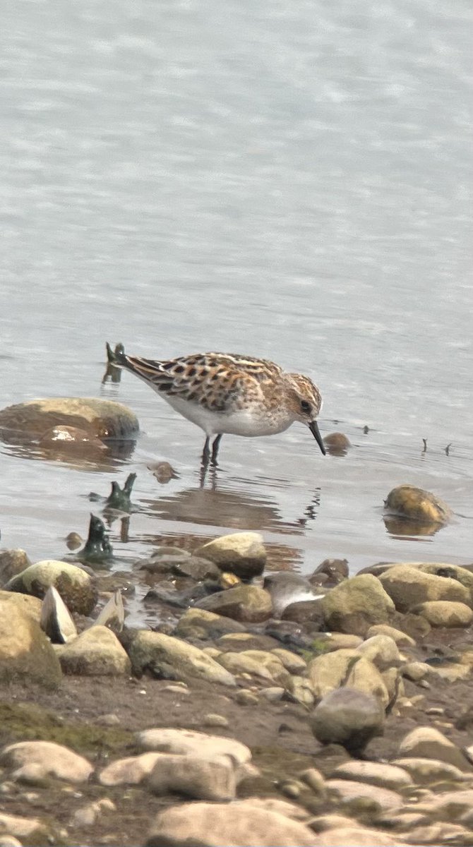 andybennett50's tweet photo. Enjoyed fantastic views of Little Stint this morning at Blithfield, great find by Steve Richards. Plus good numbers of Sanderling, Dunlin, Ringed Plovers &amp; and LRP with chicks. 
@Staffsbirdnews 
@paulben78123658 
@TheSnapper1978 
@pmandrews1973 https://t.co/1PXoTgXNtu