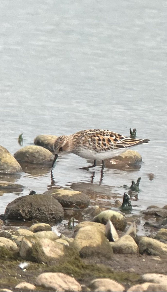 andybennett50's tweet photo. Enjoyed fantastic views of Little Stint this morning at Blithfield, great find by Steve Richards. Plus good numbers of Sanderling, Dunlin, Ringed Plovers &amp; and LRP with chicks. 
@Staffsbirdnews 
@paulben78123658 
@TheSnapper1978 
@pmandrews1973 https://t.co/1PXoTgXNtu
