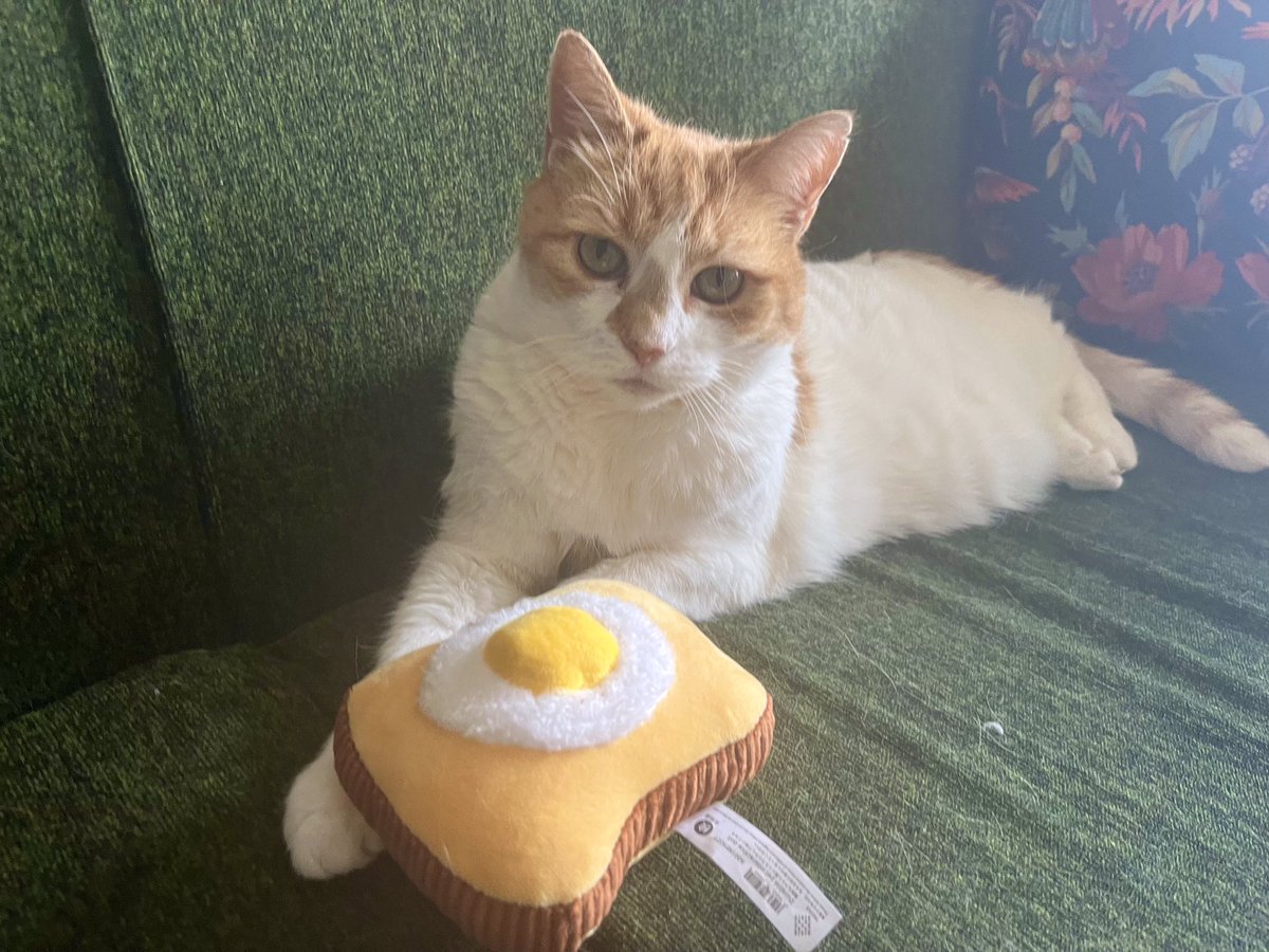 Queenie Rose (@queeniebelfast) on Twitter photo Do you like my egg on toast? It was a #GotchaDay present from my Auntie Alyson <a href="/AlysonMeadowcr1/">Alyson Meadowcroft, in memory of Macey, RIP 🌈.</a> … I love it. She is so very kind 💖. I'm having a quiet #Caturday today (hogging CatDad's seat 😹).
#CatsOfX #AdoptDontShop Do you like my egg on toast? It was a #GotchaDay present from my Auntie Alyson <a href="/AlysonMeadowcr1/">Alyson Meadowcroft, in memory of Macey, RIP 🌈.</a> … I love it. She is so very kind 💖. I'm having a quiet #Caturday today (hogging CatDad's seat 😹).
#CatsOfX #AdoptDontShop