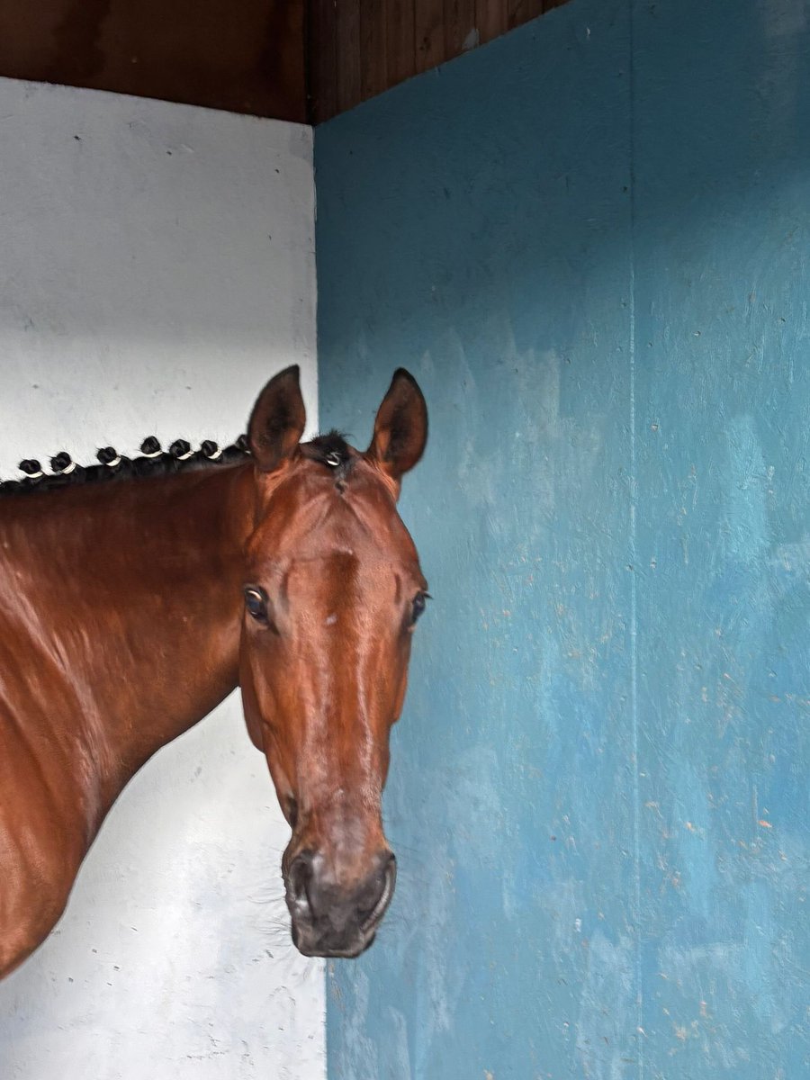Opticality ready to go <a href="/stratfordraces/">Stratford Racecourse</a> in the 7pm with Dave Noonan on top.