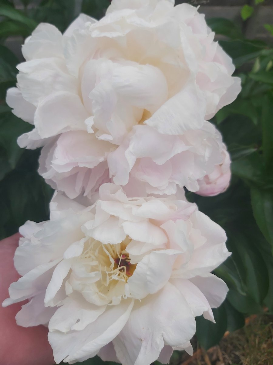 Peonies bigger than my hands! Absolutely gorgeous 🥰