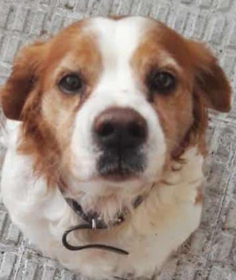 Ayer Tom se cansó. Después de 17 años con nosotros, se fue 🥺