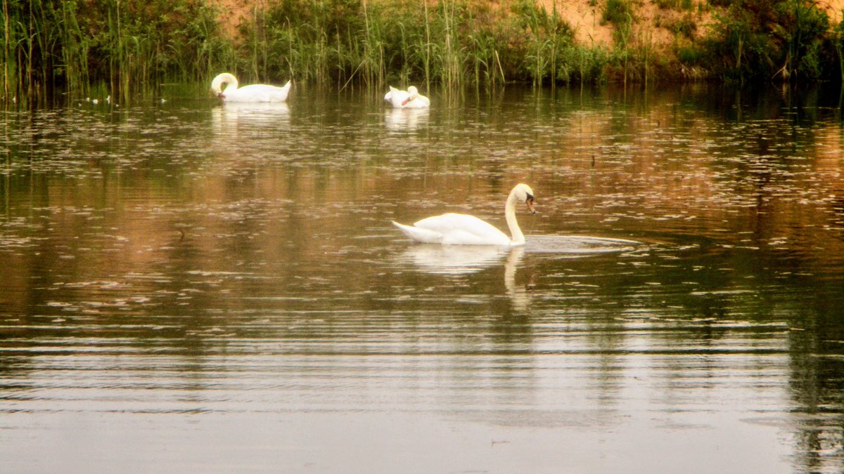 #swans #birds #photography