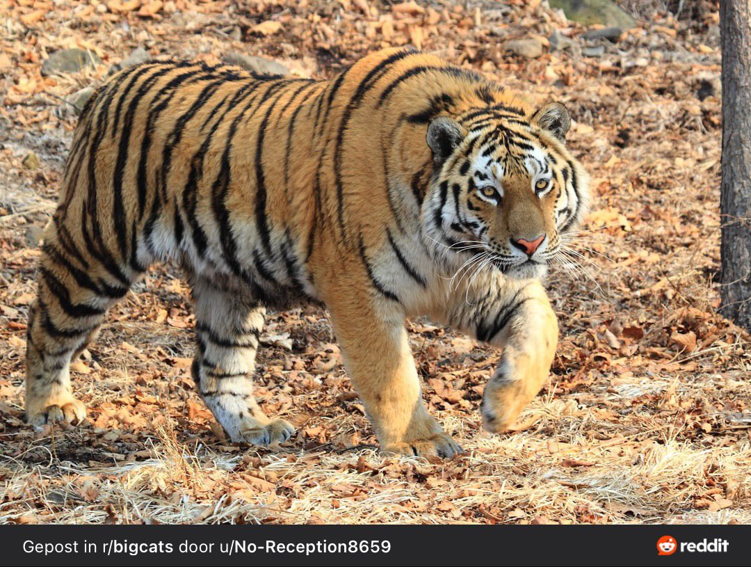 So beautiful animal if you asked me 

Amur tigers(also known as Serbian tiger),the world’s largest and some of the most endangered big cats pictured in different years by photo traps in forests located in East part of Russia.