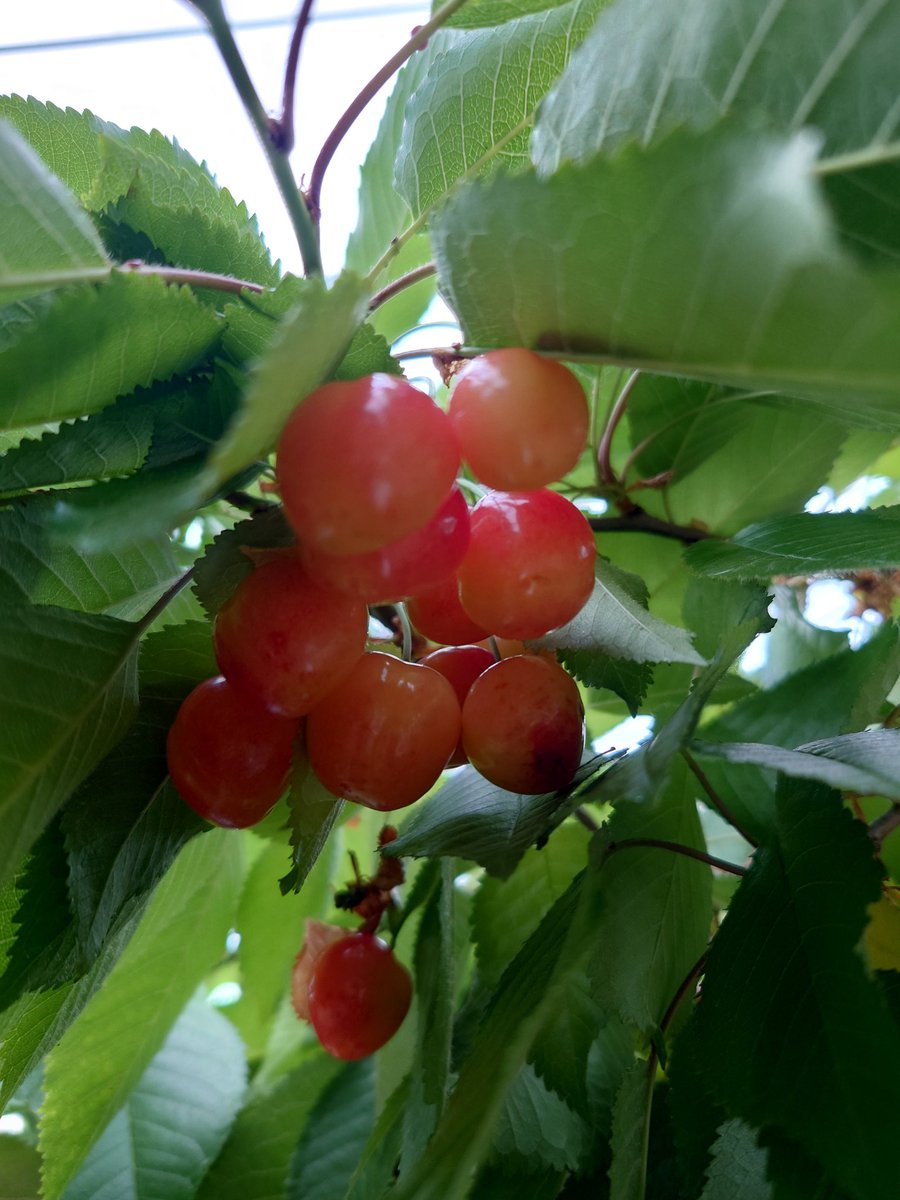 ﾁｪﾘｰﾊﾝﾄいっぱいしてきた🍒
眠いからまずはちょっとだけ載せとくね😆