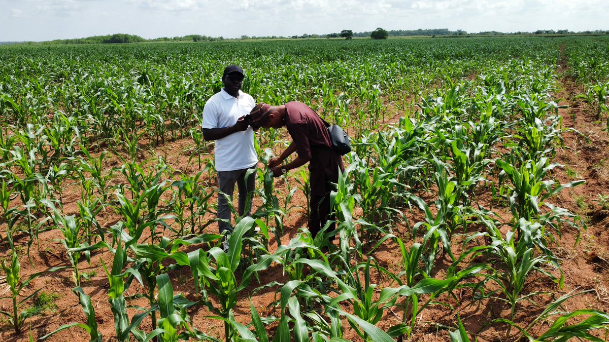 Cybaville's tweet image. I decided to go into agriculture not because it was the easiest option, but because it was the most meaningful one. After years of being involved in different sectors—tech, communications, governance, development work—I came to a quiet realization: none of it would matter if…