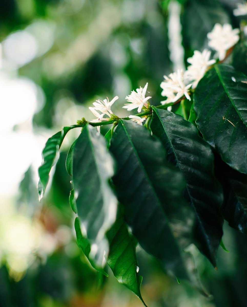 VournasCoffee's tweet photo. Never forget to take the time to enjoy life's little gifts, like these coffee blossoms from Hawaii. Enjoy the weekend out there everyone! 

👏🏼📸 @ holualoainn on #IG #weekends #coffeevibes #coffeeconnects https://t.co/pTXeOVkofP