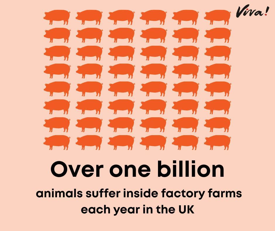 Does this surprise you? 🐖

🐔 85% of the UK's farmed land animals live in factory farms.

🐔 Meaning that over one billion animals suffer inside factory farms each year in the UK.

Don't support the cruelty. Go vegan for the animals 🌱

#govegan #veganism #veganfortheanimals