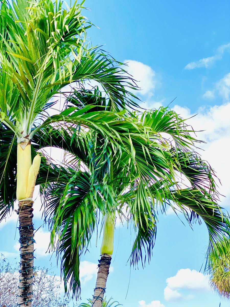 Thinking of moving to Boca Raton? Check out these pros and cons of moving to Boca Raton from someone who has lived here for over 45 years! I know Boca! "One Call Handles It All" - Michele Bellisari - Real Broker, LLC 

loom.ly/EBYfc0k