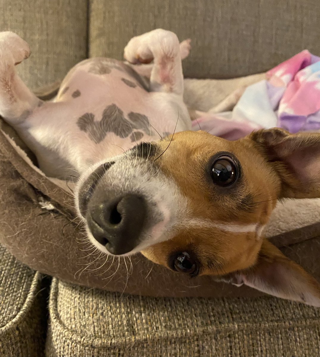 #PostAFavPic4VioletMay25 #dogs #dogsoftwitter #zshq #dogsofX #saturdaymorning #BabyBea 📗📕📓🧐🧐
Day 31: “Complete Sentence” - sumtimes I need Mom’s dictionary to look up words she uses in her COMPLETE SENTENCES : “Baby, you’re so TENACIOUS!” Huh? 📖📙📚