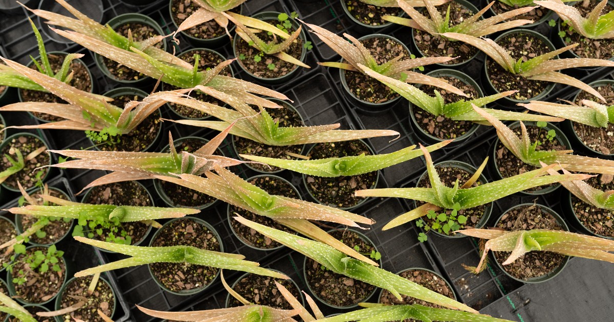 The Plant Science Club was named Program of the Year at the recent Student Leadership Awards Ceremony.  This student organization has gone above and beyond in fulfilling their mission to educate and engage the campus community in the world of horticulture and plant science.