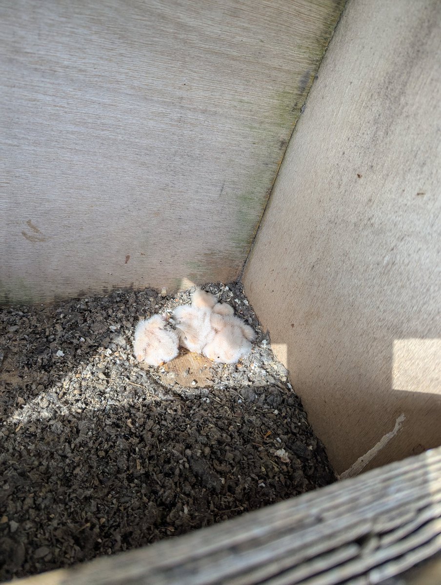 Voici une belle couvée de faucon crécerelle ( je pense, suis pas expert) qui vient de voir le jour.
L'agriculture et <a href="/Agrinichoirs/">Brice le Maire</a> au service de la biodiversité ! 😉
#FrAgTw 
<a href="/LPOFrance/">LPO France</a> 
<a href="/OFBiodiversite/">Office français de la biodiversité</a>