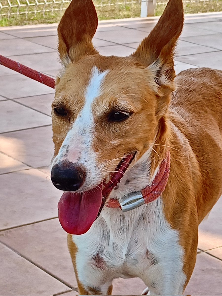 La Sonrisa Animal (Lasa)® (@lasanimal) on Twitter photo #ZOLA
Está perrita buena y sensible , joven y de unos 12 kg necesita acogida urgente , buscamos para ella un hogar donde suela haber gente casi continuamente y si tienen un perrito macho , aún mejor . Está muy stressada , necesita contacto humano .
adopcion.lasanimal@gmail.com #ZOLA
Está perrita buena y sensible , joven y de unos 12 kg necesita acogida urgente , buscamos para ella un hogar donde suela haber gente casi continuamente y si tienen un perrito macho , aún mejor . Está muy stressada , necesita contacto humano .
adopcion.lasanimal@gmail.com