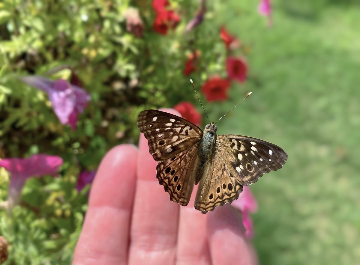The butterflies know I’m their safe space 🤎 Good morning from my summer garden 🌸