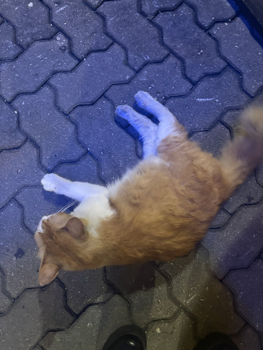 Kucing Terbuang (@cats_rehome) on Twitter photo ๐LRT DAMAI,KL
๐๐๐๐๐๐๐๐๐๐๐๐๐
Oyen ni baru kena buang..kejadian dpn mata <a href="/sffeaaa_/">fey ๐ฃ</a> ..tp dia xdpt nk ambik sbb tumpang kereta org..mohon sesiapa yg berhampiran lokasi tlg slmtkan abg oyen ni.. jantan sado,ada kurap sikit kt tengkuk, selsema manja.. ๐LRT DAMAI,KL
๐๐๐๐๐๐๐๐๐๐๐๐๐
Oyen ni baru kena buang..kejadian dpn mata <a href="/sffeaaa_/">fey ๐ฃ</a> ..tp dia xdpt nk ambik sbb tumpang kereta org..mohon sesiapa yg berhampiran lokasi tlg slmtkan abg oyen ni.. jantan sado,ada kurap sikit kt tengkuk, selsema manja..