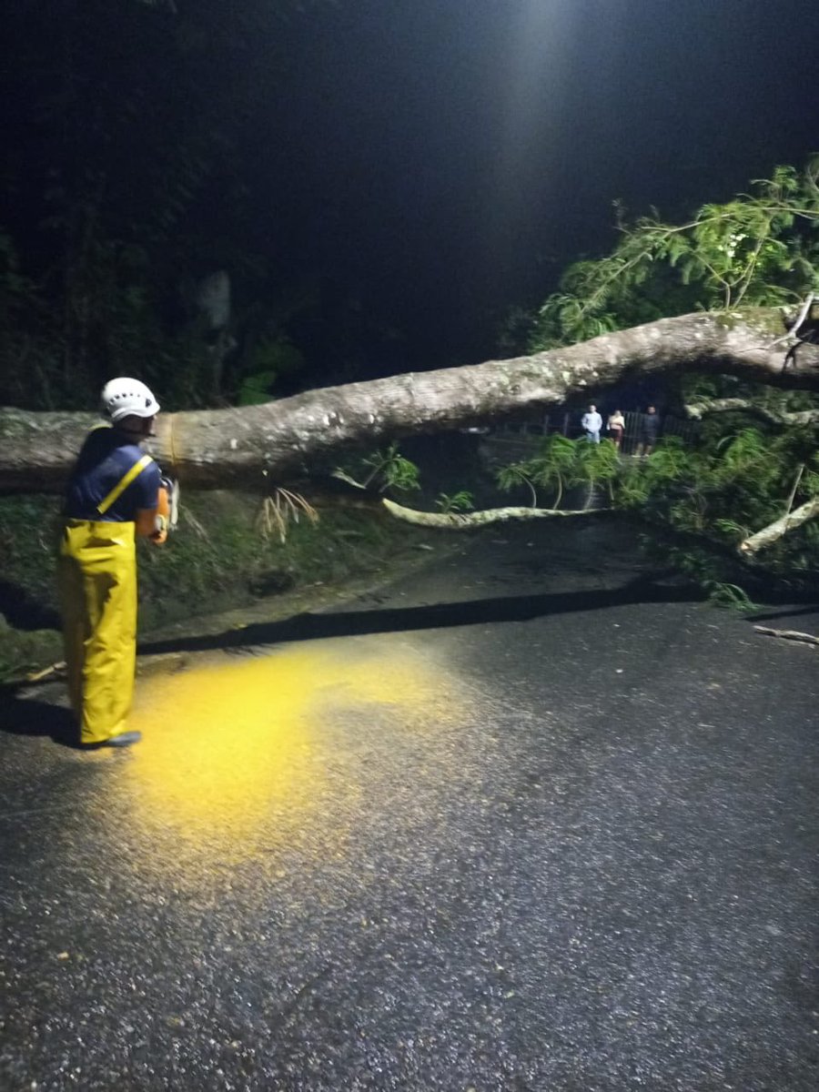 UN ÁRBOL DE GRAN TAMAÑO CAYÓ SOBRE LA VÍA PRINCIPAL QUE CONDUCE VICTORIA - SAMANÁ.  samanacaldas.net.co/notiver.php?id…
