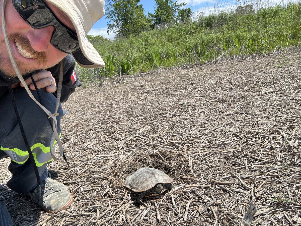 Bad enough I plant around kill deer nest, now the turtles are moving in!