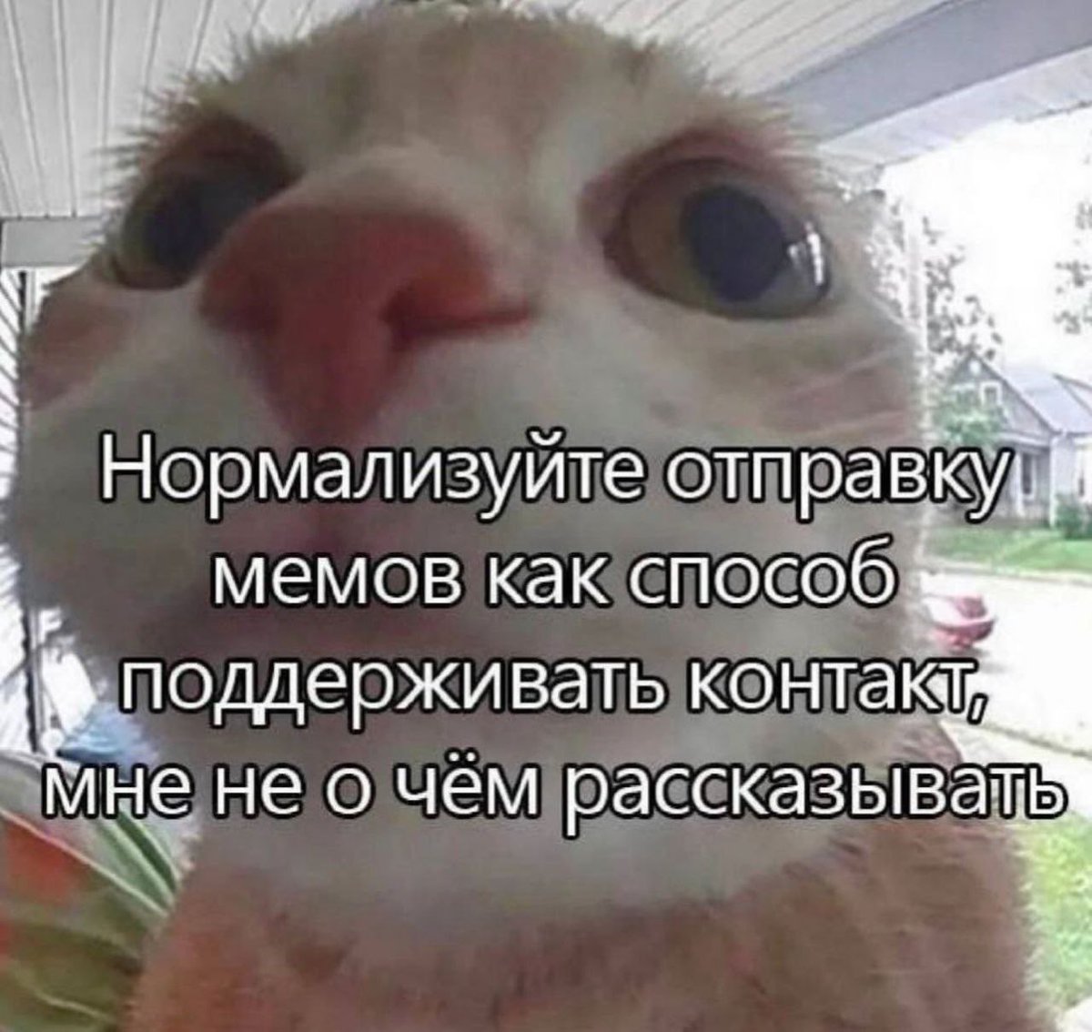 cats, i love cats (@catsilcats) on Twitter photo 