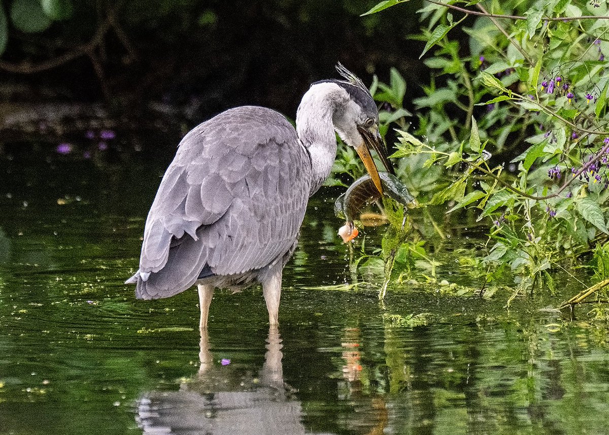 Unfortunately this heron thought it had caught its breakfast, but on looking closer it looks like it has picked up a large fishing lure. Fortunately I don't think it swallowed it. #ProtectWildlife #wildlifephotography