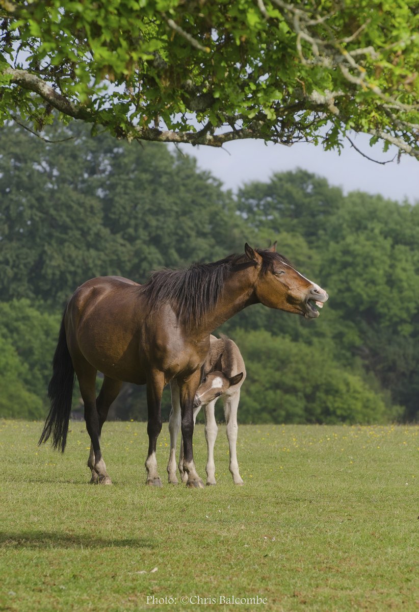 Chris Balcombe (@chrisbalcombeuk) on Twitter photo A mother and her foal. New Forest Ponies in Hampshire, UK. The mum looks as if she's laughing! #foal #newforest #pony #hampshire <a href="/newforestdc/">New Forest District Council</a> <a href="/hantsconnect/">Hampshire County Council</a> A mother and her foal. New Forest Ponies in Hampshire, UK. The mum looks as if she's laughing! #foal #newforest #pony #hampshire <a href="/newforestdc/">New Forest District Council</a> <a href="/hantsconnect/">Hampshire County Council</a>