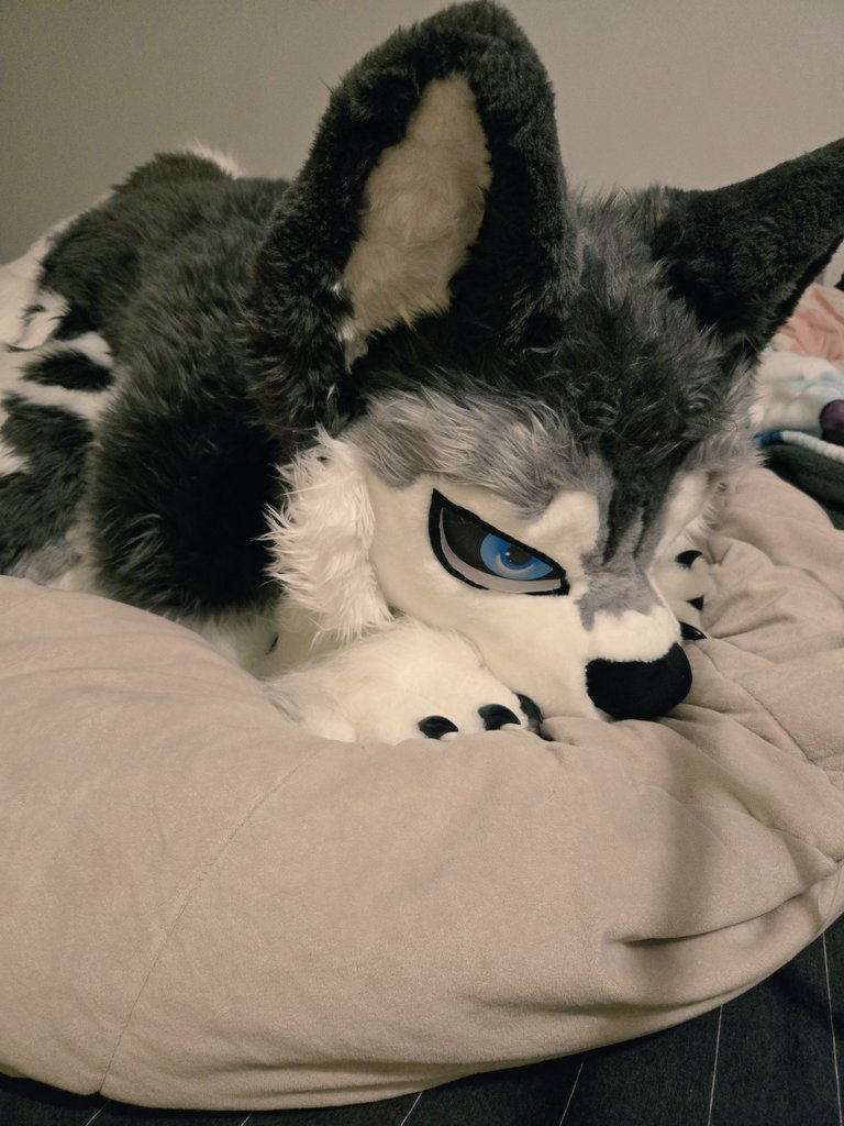 SHihusky's tweet photo. Bed Defender https://t.co/qr2nBltjQ3