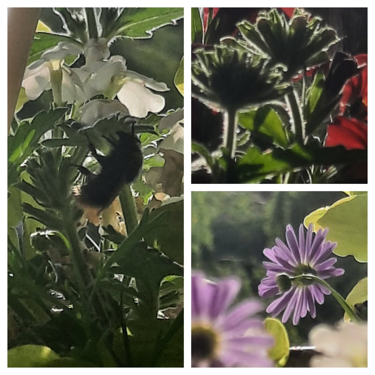 Balkonimpressionen🥰