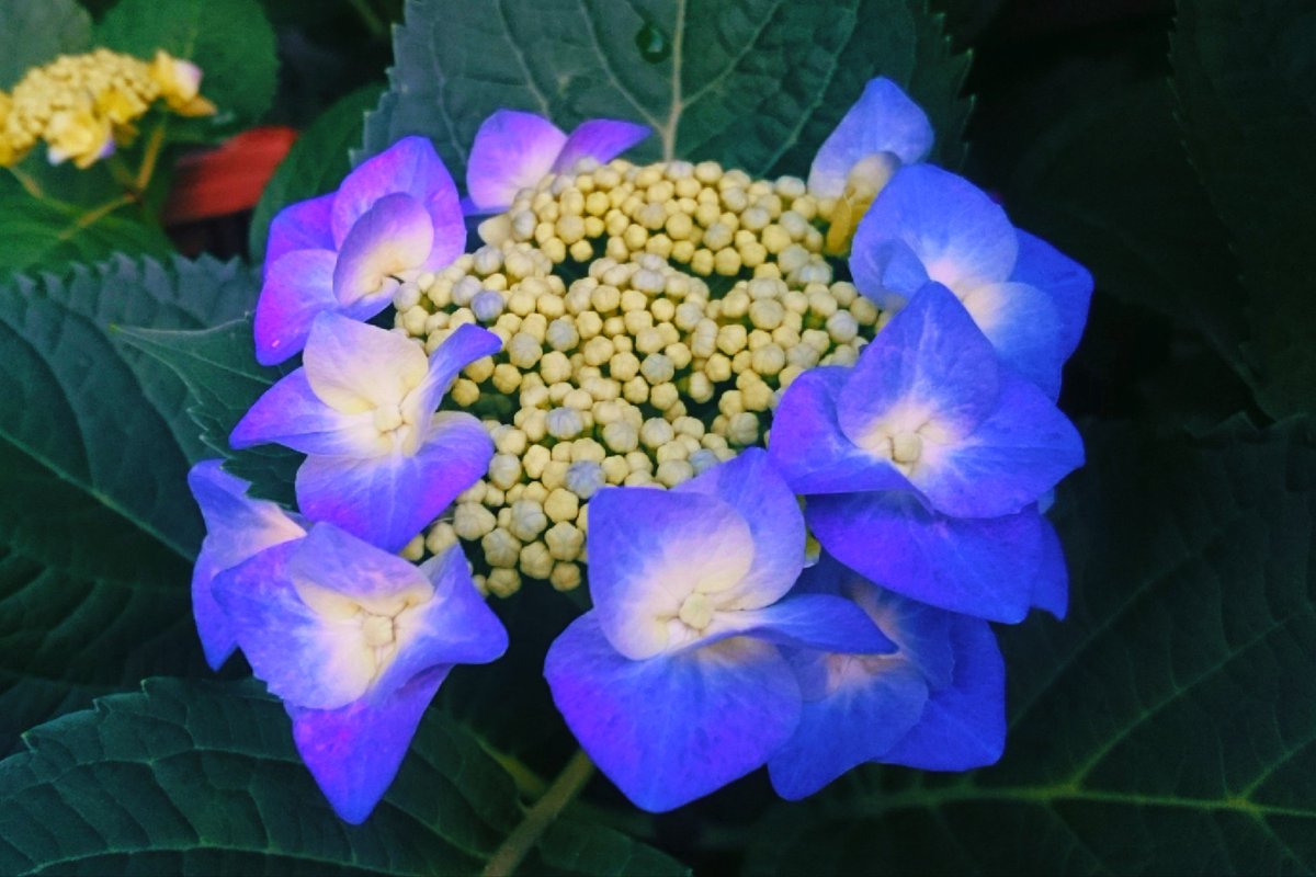 KiwaSaokmw's tweet photo. #アジサイ #紫陽花
#Hydrangea_macrophylla
#知的
#TLを花でいっぱいにしよう
#TLを緑でいっぱいにしよう https://t.co/XUiM2ART8k