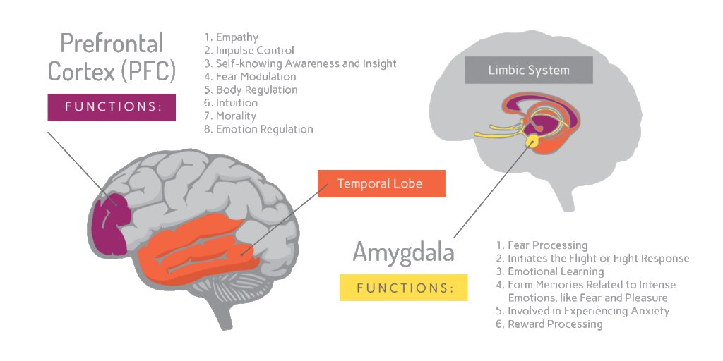 The pre-frontal cortex provides top-down regulation of attention &amp; impulse control.
This is why CBT (Top Down) doesn't work to help people overcome traumatic experiences.CBT focuses on the cortex.Bottom up focuses bodily sensations  &amp; where trauma resides in the limbic system🧠🌱