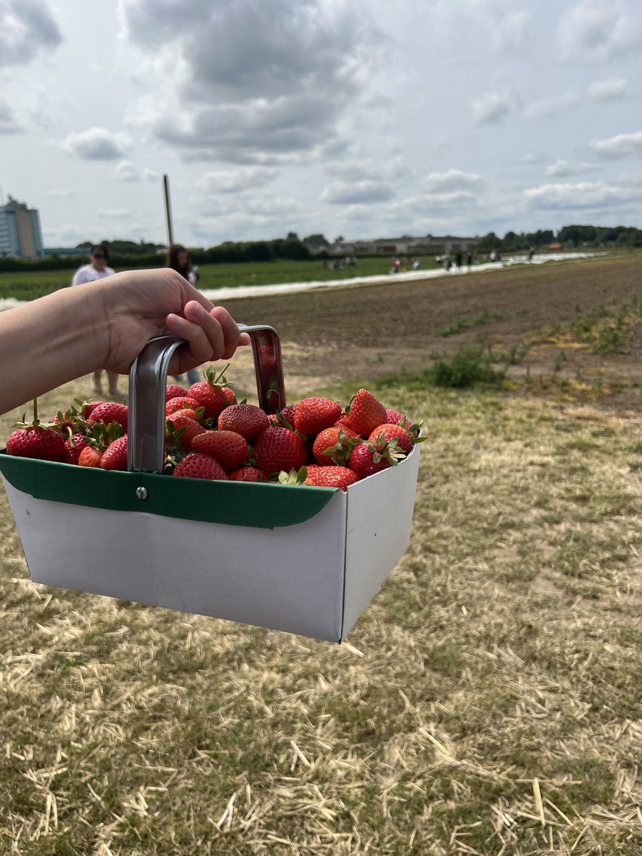 SamFrench__'s tweet image. So many families picking strawberries today, supporting their local farmers. Love to see it