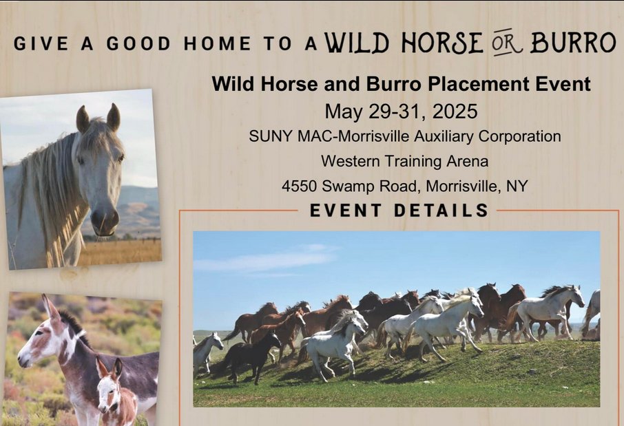 WILD HORSE &amp; BURRO Placement Event!! 🐎🆘🐎

LAST DAY to SAVE THEM from Long Term Holding!!🚨

From Rosemary Farm Sanctuary #NY:

URGENT!

Our  trailer is on the road in pouring conditions, and we hope you may be  able to help. There is a BLM Adoption Event two hours away from