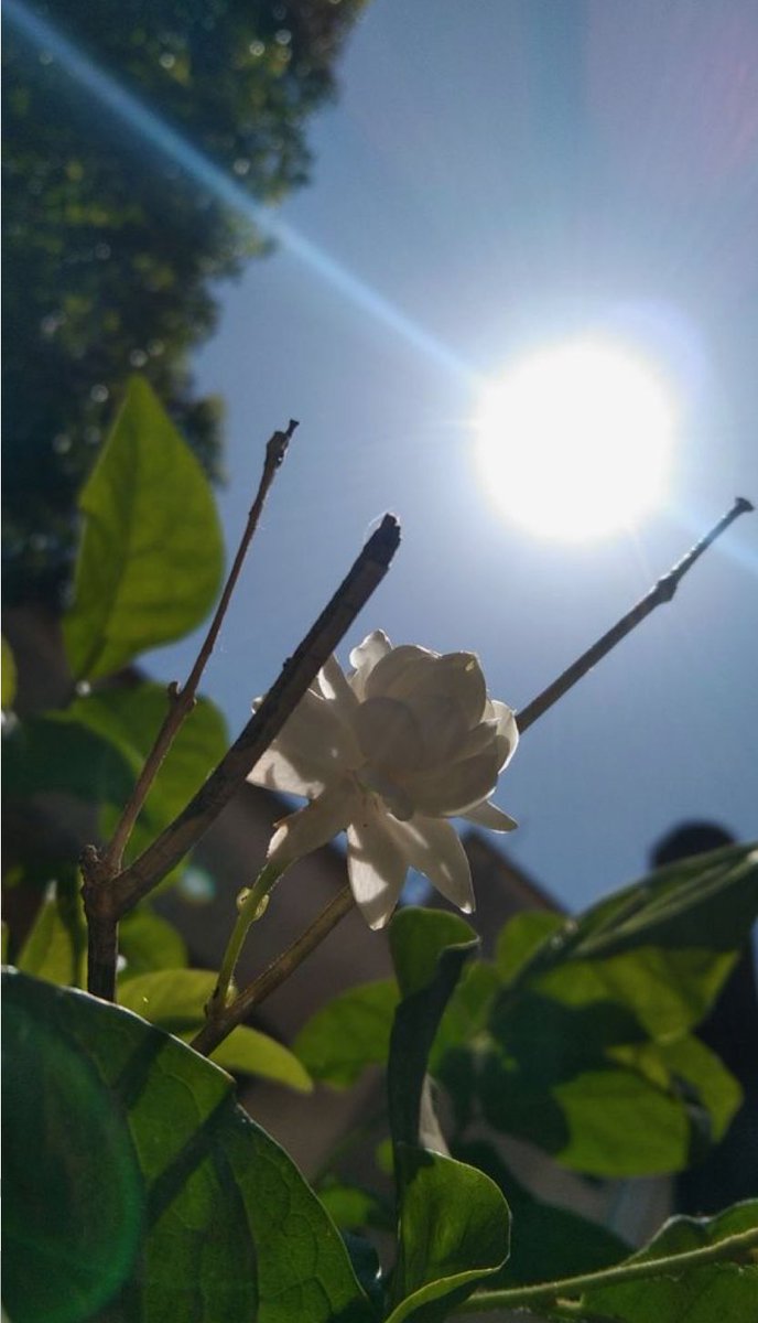 Just as a flower unfolds its petals, let your confidence bloom. Your uniqueness is your power, that shines through you…