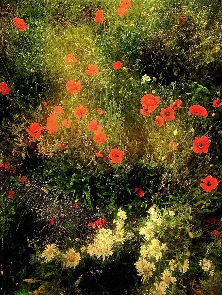 last day of may
evening 🐦‍🔥🌒