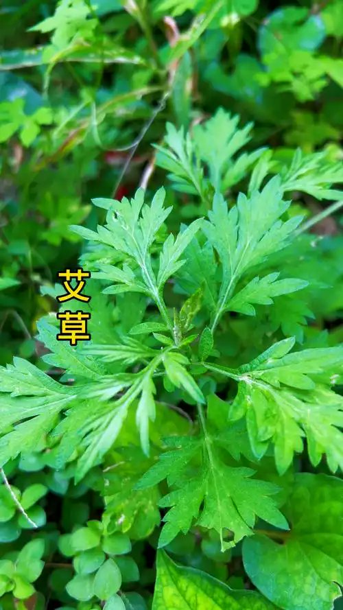 挂个艾草，懂得都懂